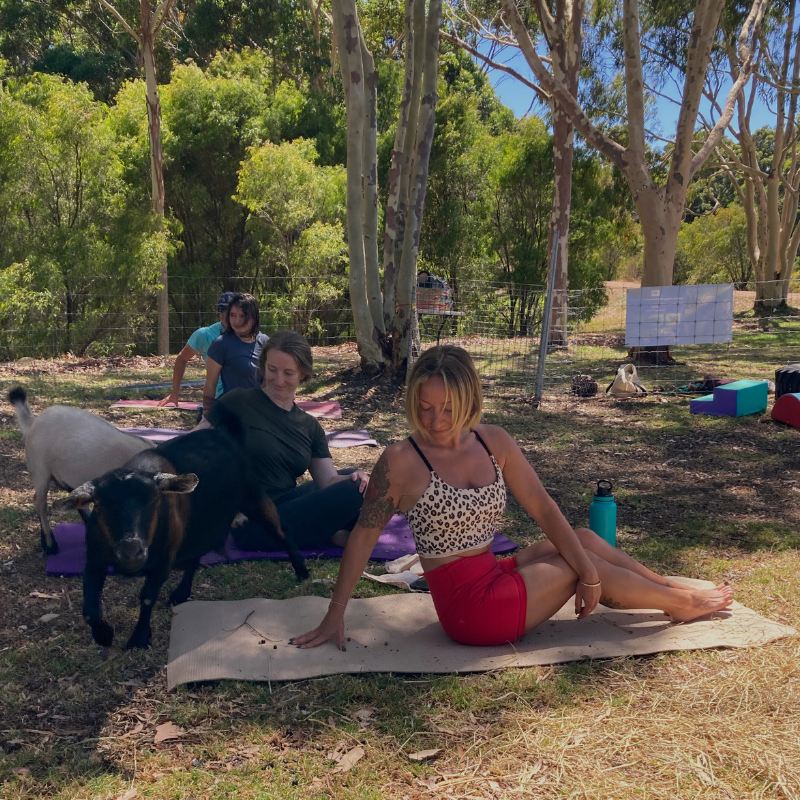 Mr. Pygmy Goat Yoga