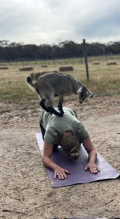 Pygmy Goat Yoga