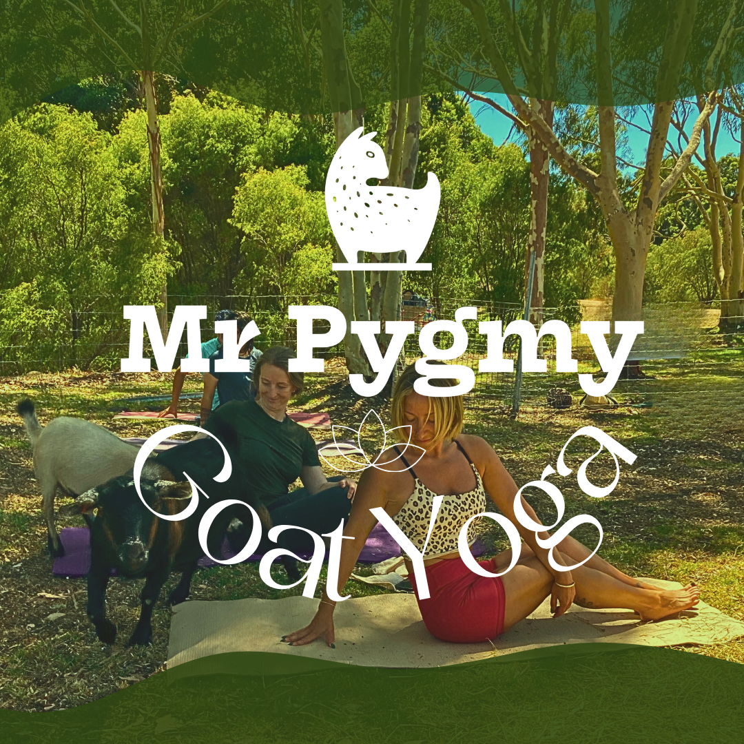 Mr. Pygmy Goat Yoga