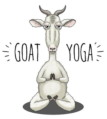 Pygmy Goat Yoga